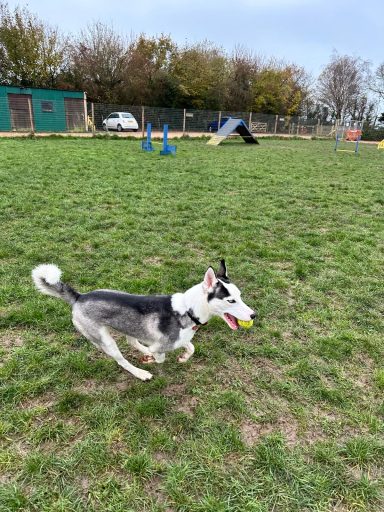 Loki at Stanley Meadows