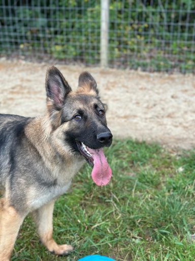 Hazel
