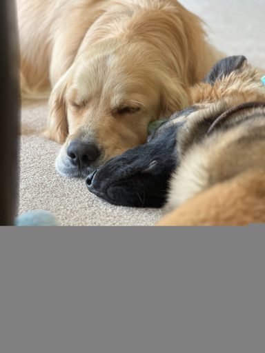 Peace reigns! Ned and Hazel chillin